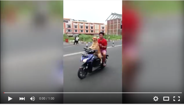 Hilarious Video Shows Cool Dog Driving Moped