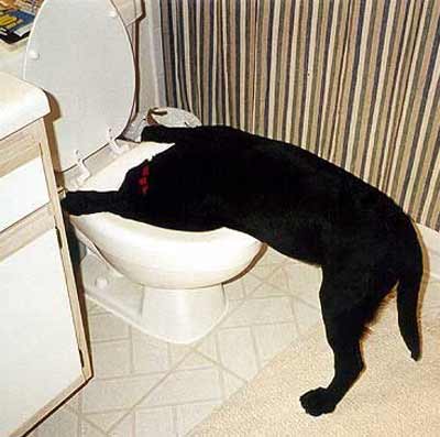 7 Stupid Things Dogs Do 7 Stupid Things Dogs Do