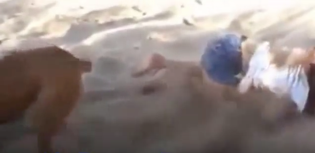 Funny Dog Kicks Sand at Kid Funny Dog Kicks Sand at Kid