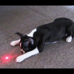 3-dog-chase-light