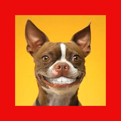 10 Hilarious Things Dogs Have Actually Done (Real Posts!)