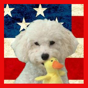 dog running for president hilary clinton donald trump