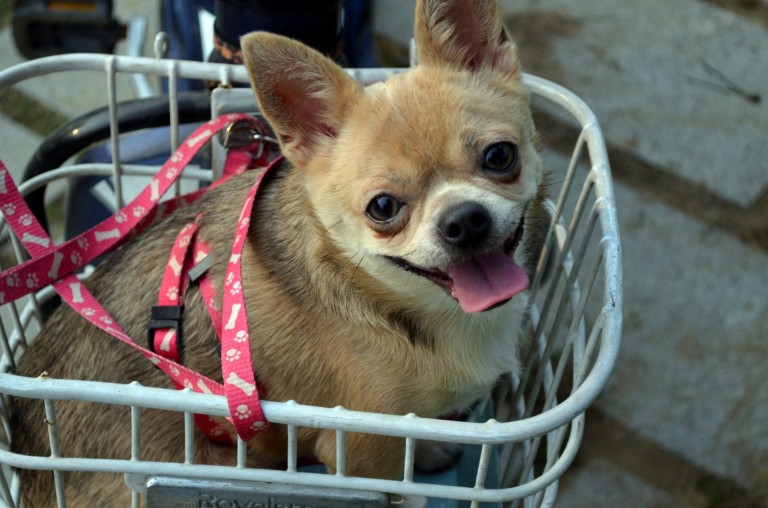 dog with a blog