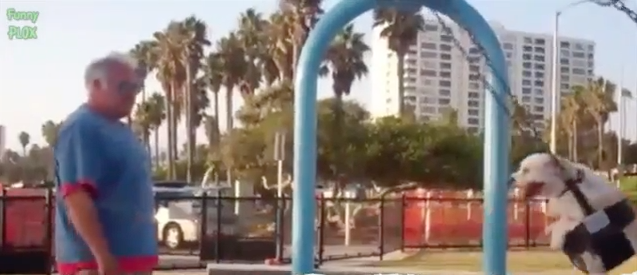 VIDEO: Man Pushes Dog on Swing VIDEO: Man Pushes Dog on Swing