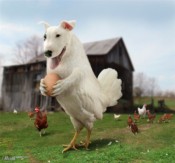 American Pets Addicted to Chicken, Study Finds American Pets Addicted to Chicken, Study Finds