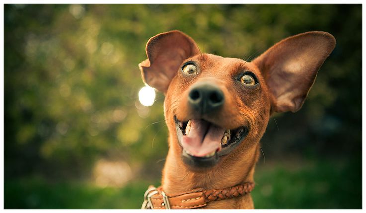 how much does dog insurance cost