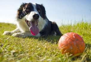 PetSafe Donates $250K for Off-Leash Dog Parks PetSafe Donates $250K for Off-Leash Dog Parks