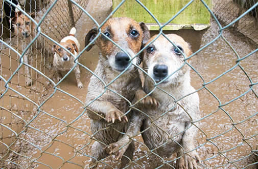 What Everyone Ought to Know about Puppy Mills What Everyone Ought to Know about Puppy Mills