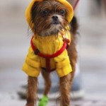 rain
