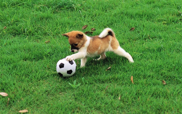 dogs playing safe in dog park tips