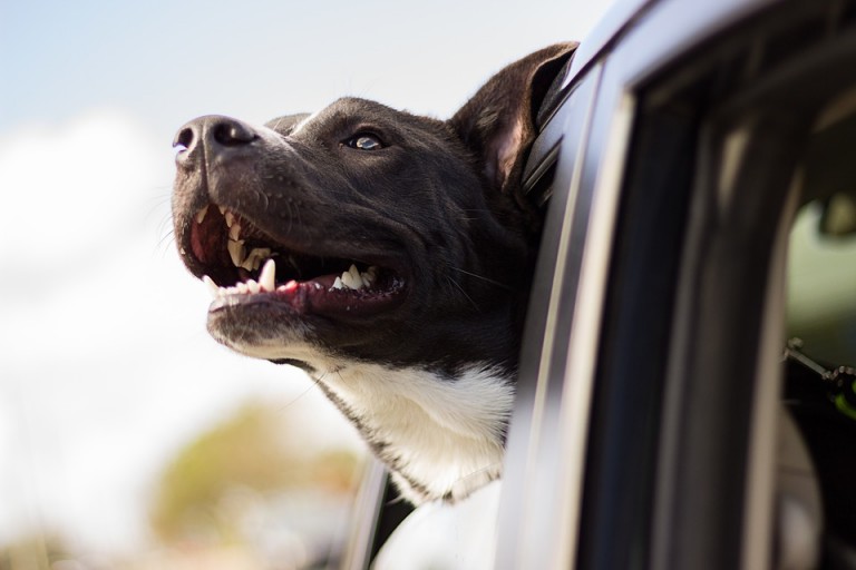 dog motion sickness car ride