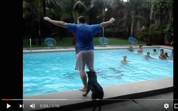 funny water dog video swimming