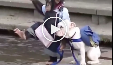 monkey walking dog