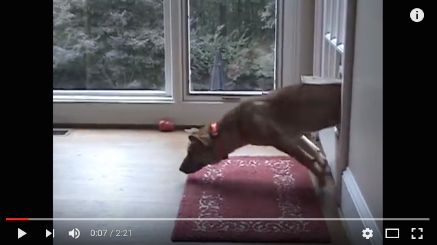 hilarious dog fails