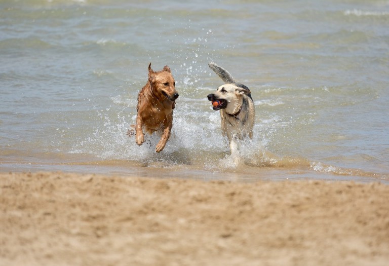dog hacks, cute dog pics, cute dog pictures