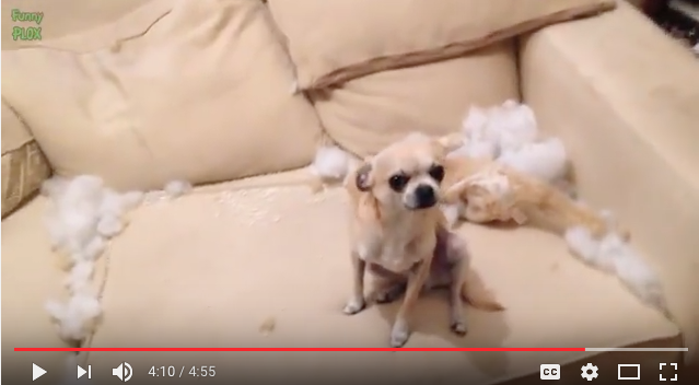 guilty dog video