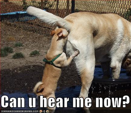 funny dog pics, dog memes