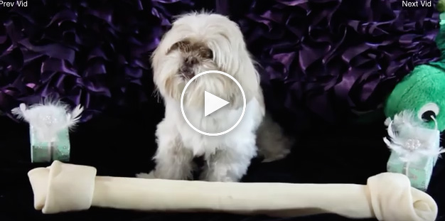 dog gets his own money, funny dog videos