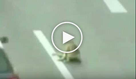 Dog Saves Another Dog After Hit On Highway Dog Saves Another Dog After Hit On Highway