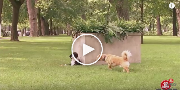 dog prank fake dog