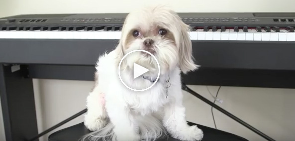 cute dog videos, dogs will