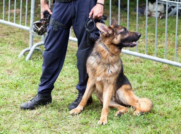 dogs post traumatic stress disorder