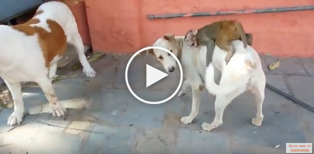 monkey playing with dog