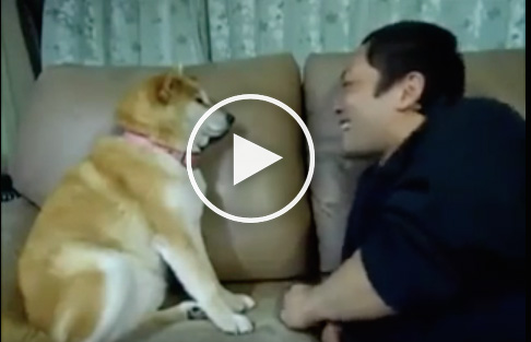 smart dog, intelligent, dog telling owner to stfu