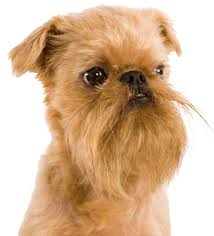 funny dog breeds