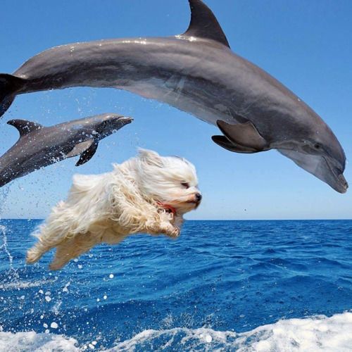 cute dog pictures, dogs in water, funny dog videos