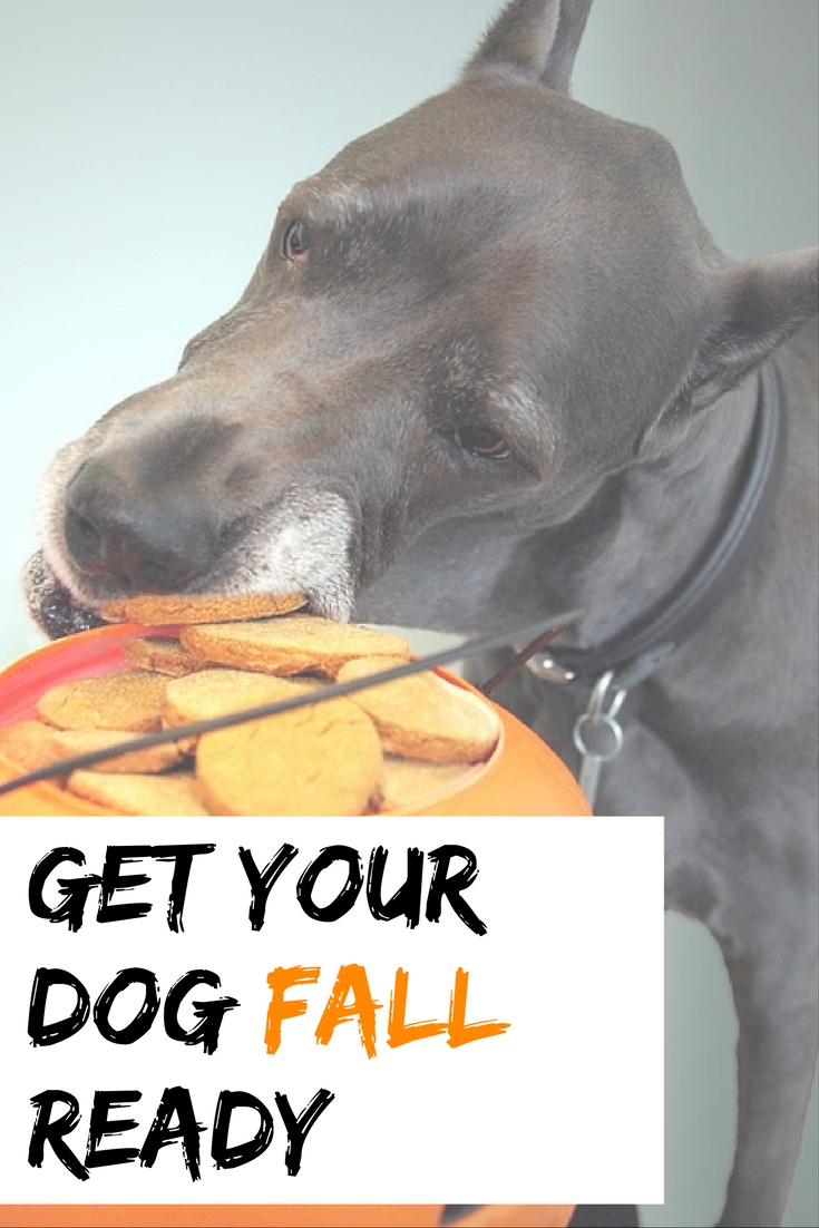 dog fall, dog halloween