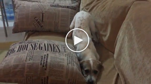 dog afraid of weird things