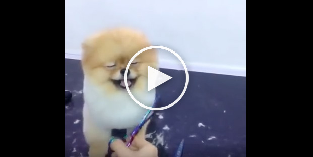 dog haircut, cute dog videos, funny dog videos, cute polmeranian
