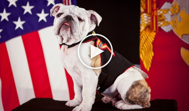 presidential debate reaction, dog president