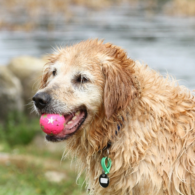 How to Fix Dog’s Coat Damage From Summer How to Fix Dog’s Coat Damage From Summer