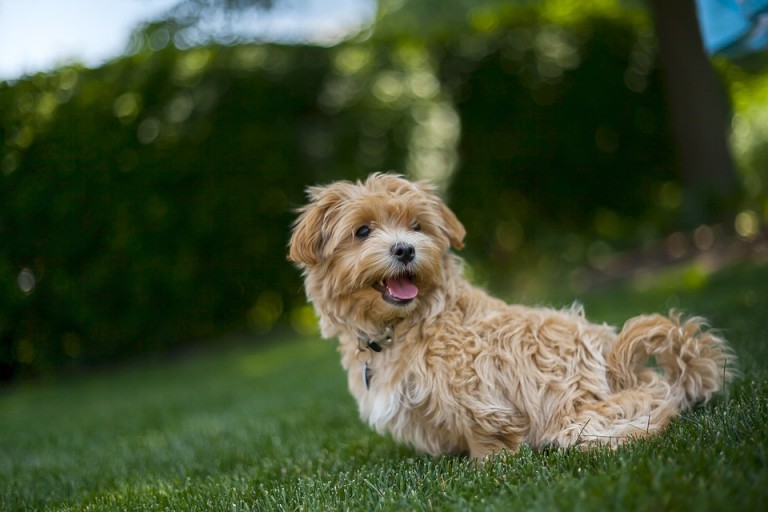 How’s Your Pup Feeling? 6 Dog Body Language Signs That Mean a Happy Pet How’s Your Pup Feeling? 6 Dog Body Language Signs That Mean a Happy Pet