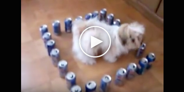 cute dog videos, funny dog videos, stupid dogs