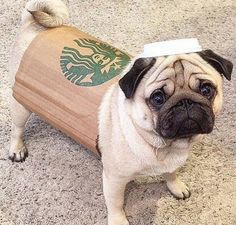 last minute dog costume, diy halloween dog costume