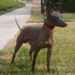 xoloitzcuintli-hypoallergenic-dog