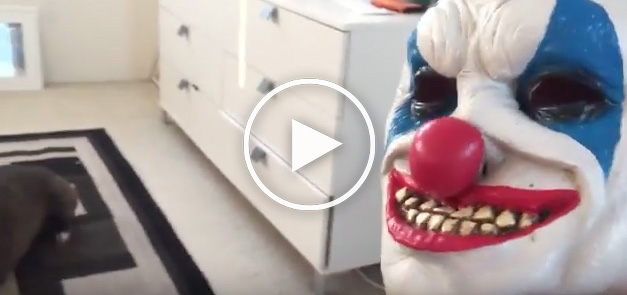 clown mask, clown mask dog, halloween dog costume