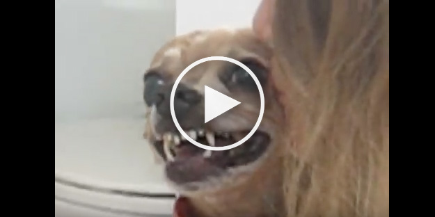 cute dog videos, funny dog videos, dog bathing video, dog hates bath, dog hates bath video