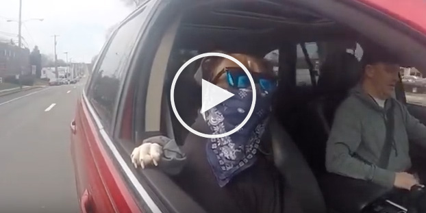 dog gangster, dog gangster bandana