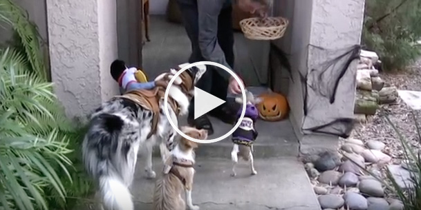 dog halloween tricks