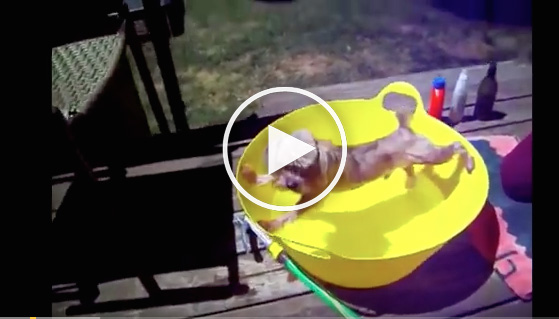 dog in bath, funny dog videos, funny dogs in bath