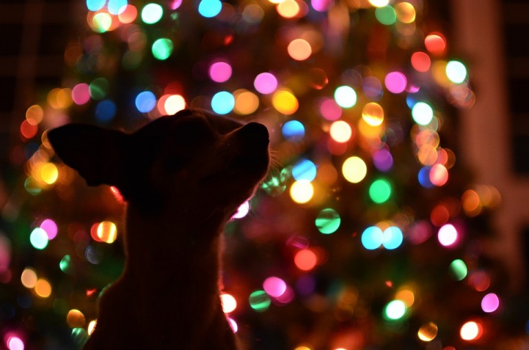 dog christmas gift