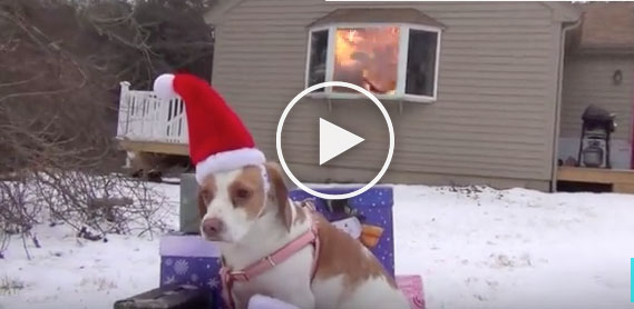christmas dog video, funny christmas dog video, dogs destroying christmas