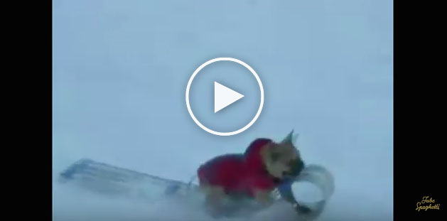 Funny Dogs Playing in Snow: Must Watch Compilation