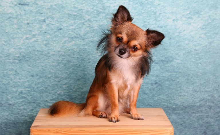 Popular Dog Names for 2016 Popular Dog Names for 2016