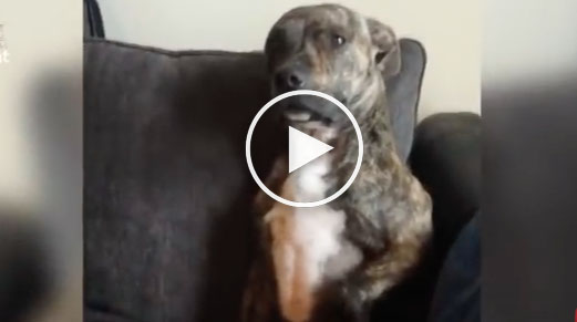 cute dog video, guilty dogs