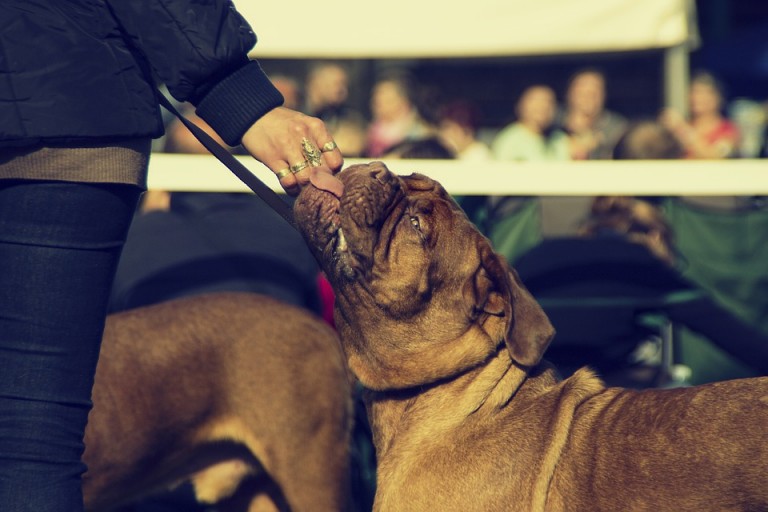 is celergy good for dogs
